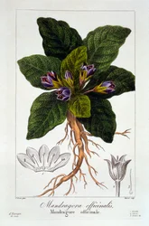 Mandragora officinarum, 1836 (håndfarget gravering)